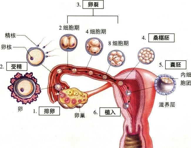 北京试管第三代,湛江三代试管包成功-医院三代试管